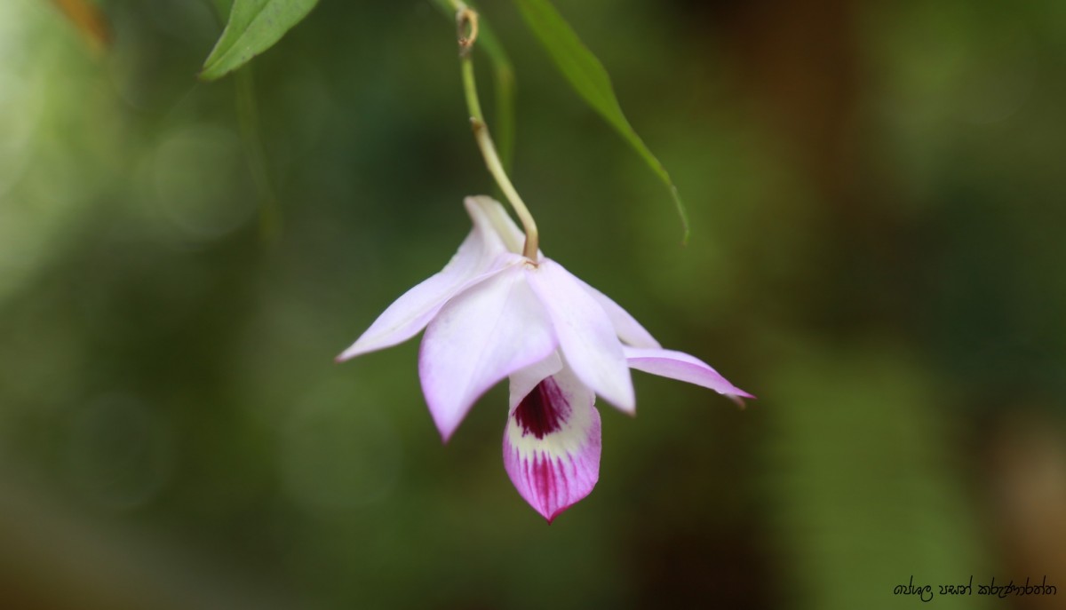 Dendrobium maccarthiae Thwaites