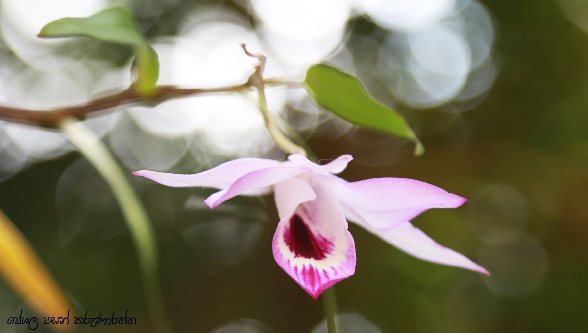 Dendrobium maccarthiae Thwaites