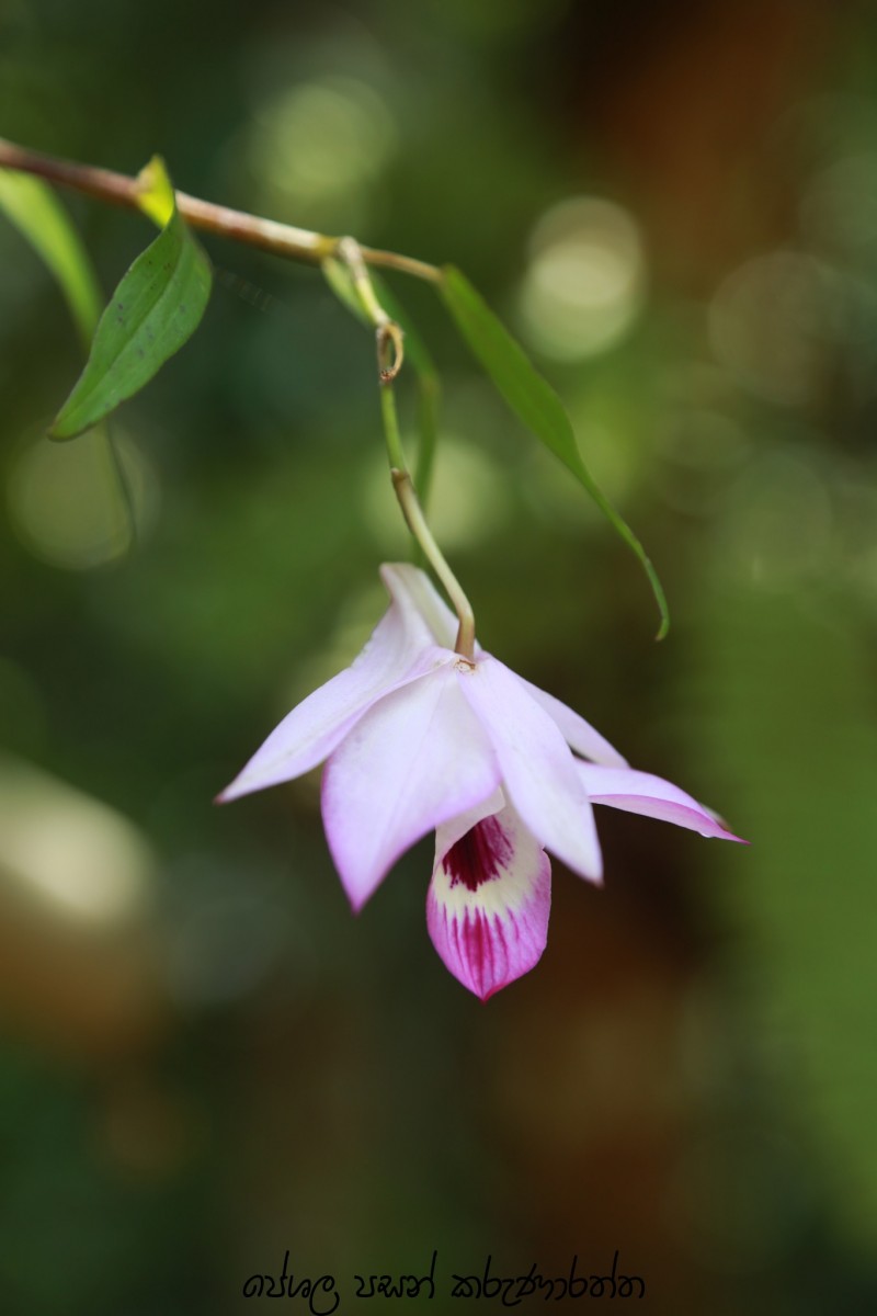 Dendrobium maccarthiae Thwaites