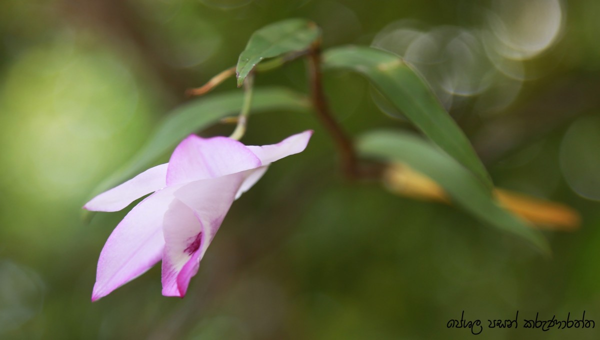 Dendrobium maccarthiae Thwaites