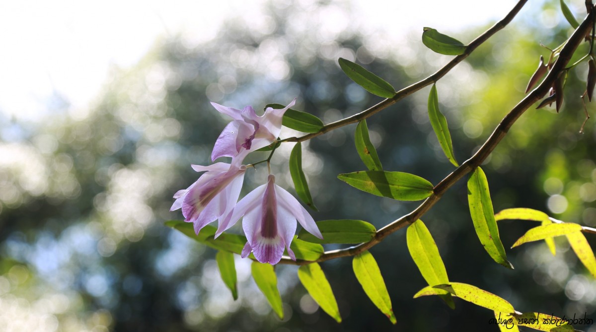 Dendrobium maccarthiae Thwaites