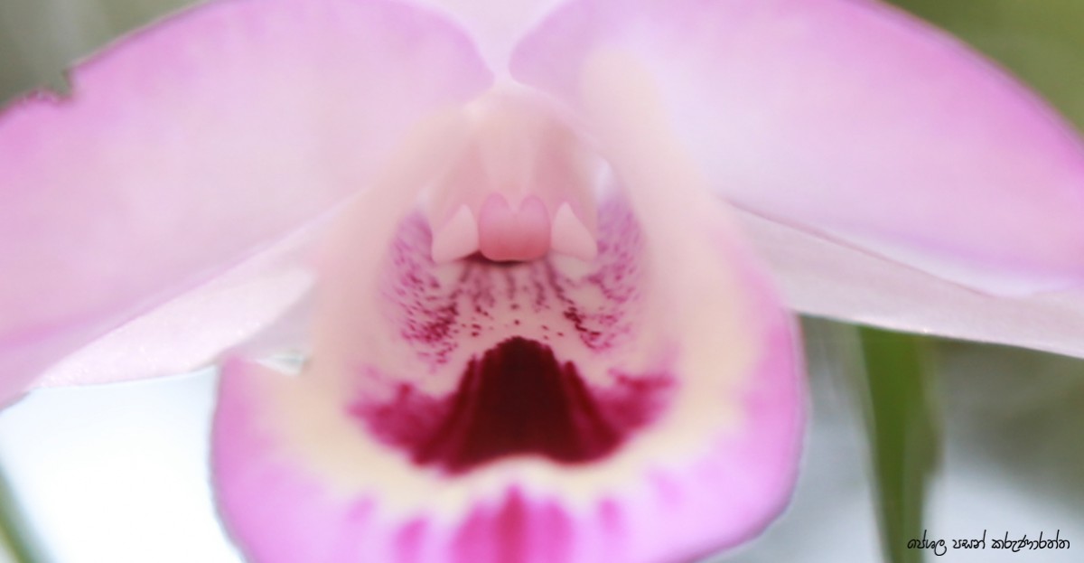 Dendrobium maccarthiae Thwaites