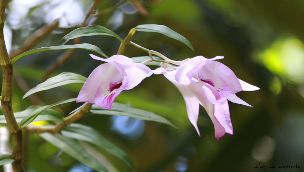 Dendrobium maccarthiae Thwaites