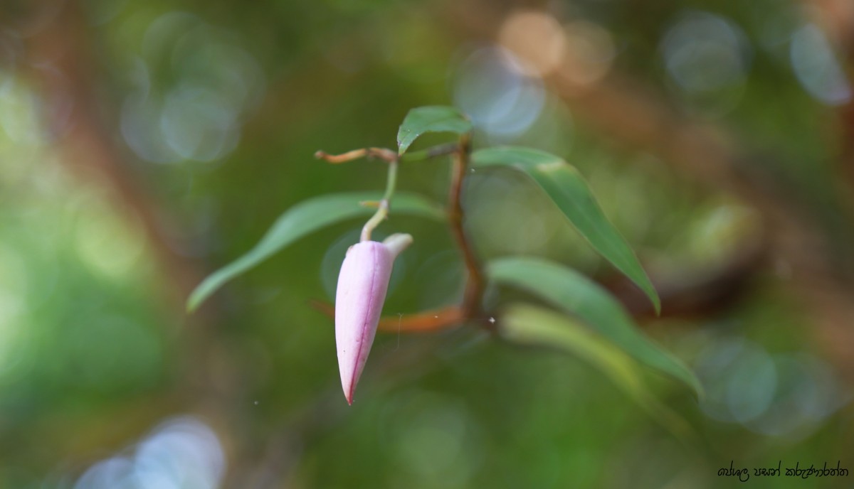 Dendrobium maccarthiae Thwaites