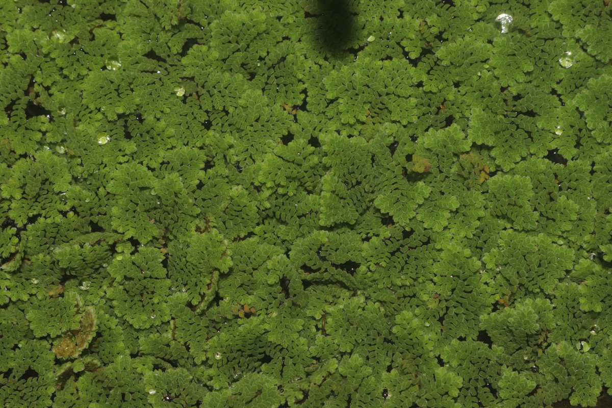 Azolla pinnata   R.Br.