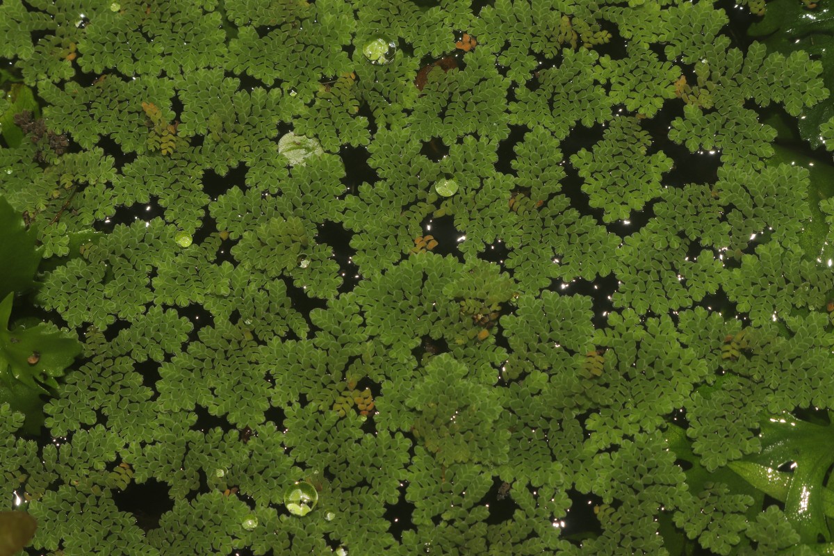 Azolla pinnata   R.Br.