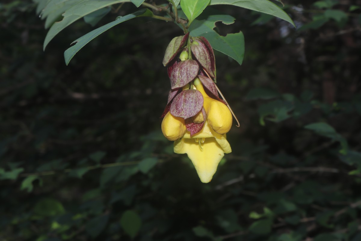 Gmelina philippensis Cham.