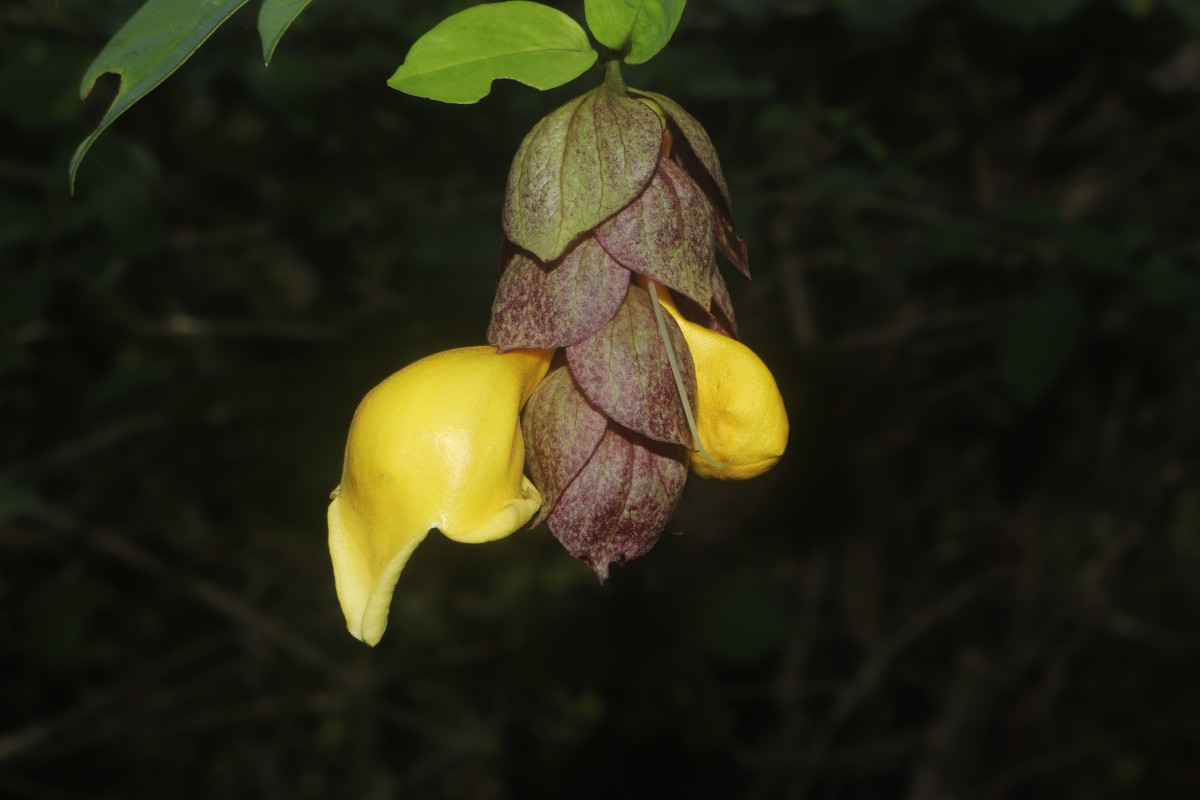 Gmelina philippensis Cham.