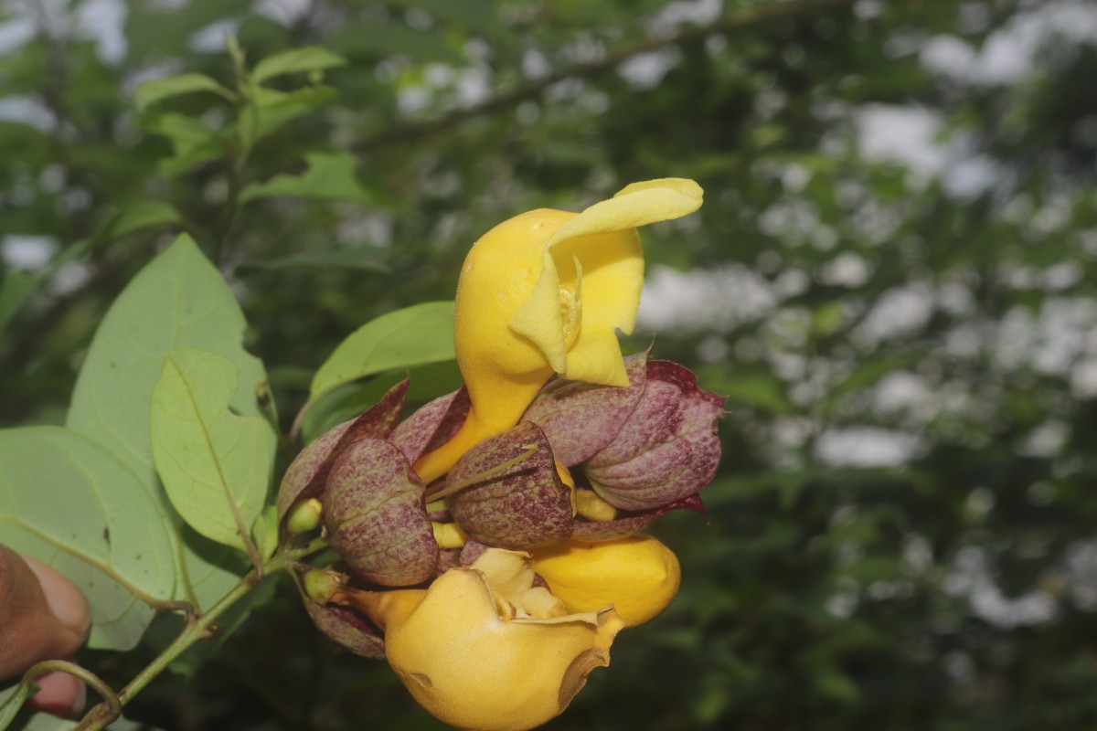 Gmelina philippensis Cham.