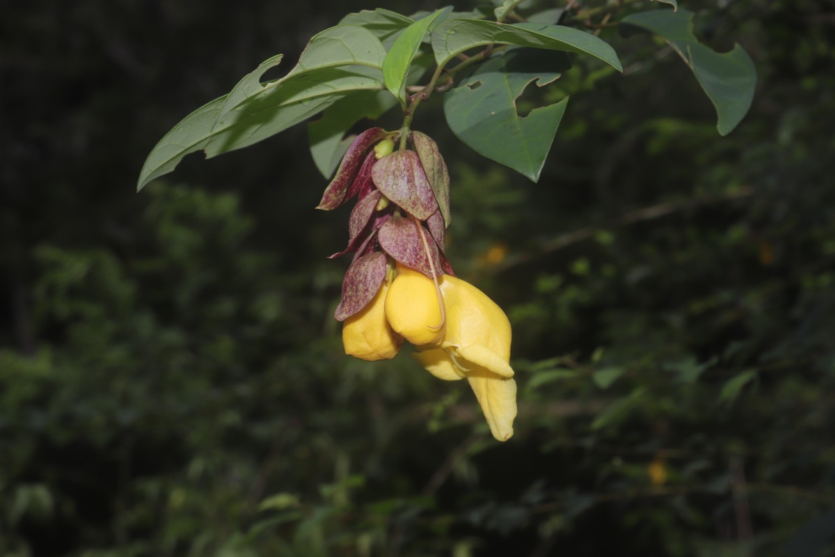 Gmelina philippensis Cham.