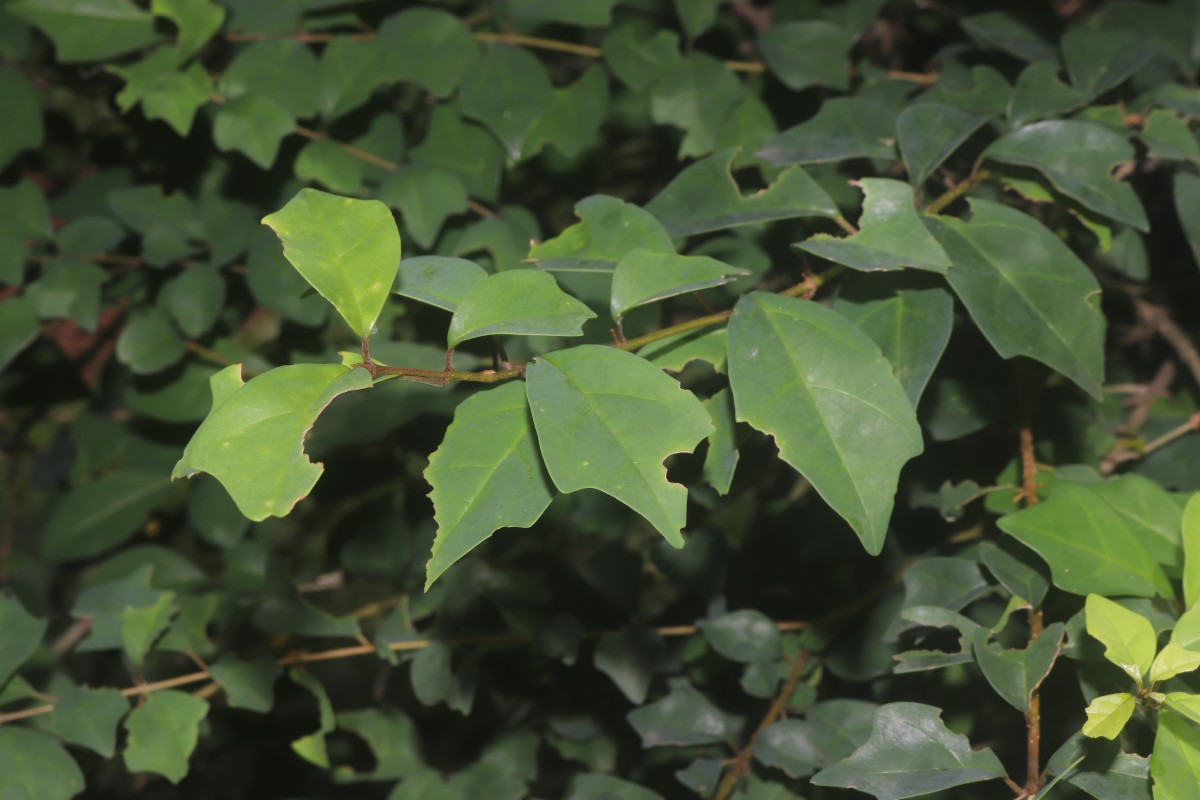 Gmelina philippensis Cham.