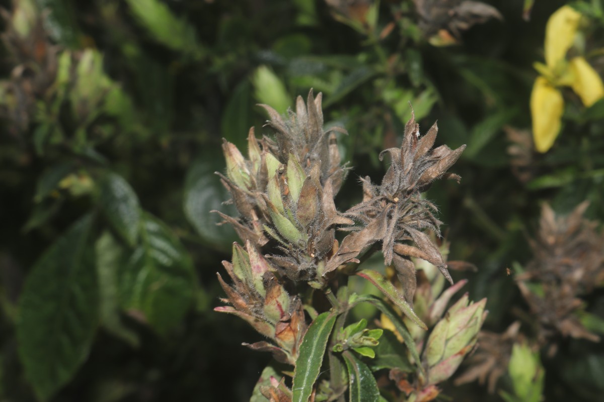 Strobilanthes crispa (L.) Blume