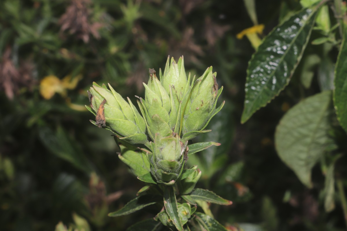 Strobilanthes crispa (L.) Blume