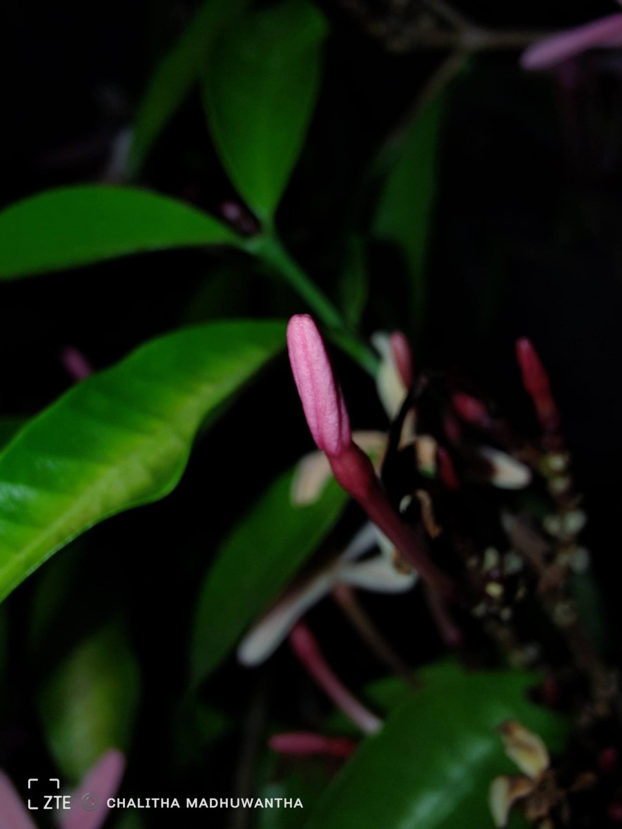 Kopsia obscura D.J.Middleton