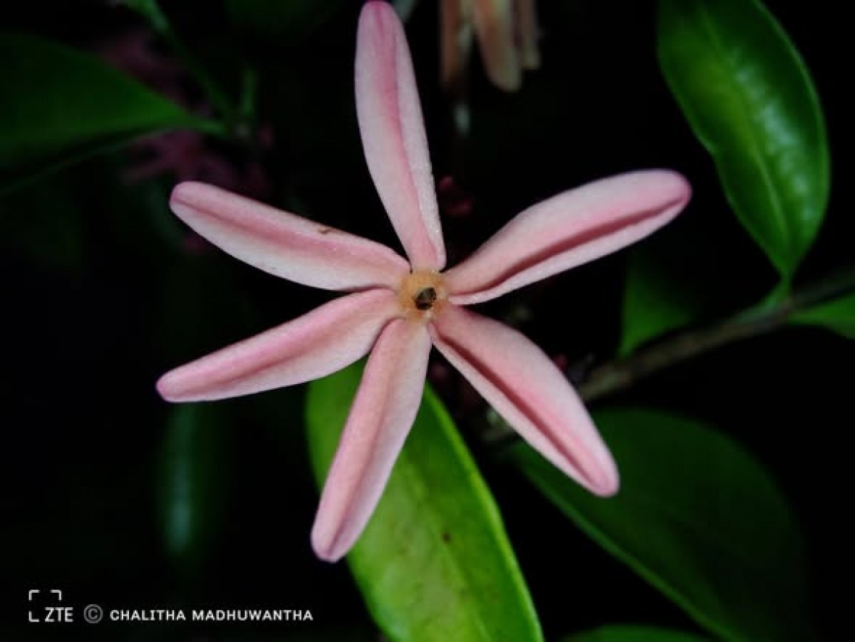 Kopsia obscura D.J.Middleton