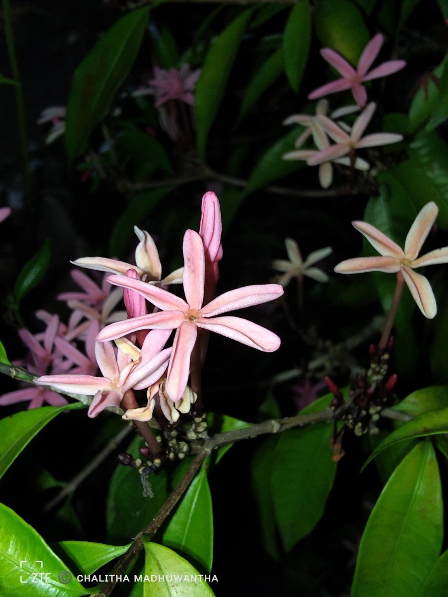Kopsia obscura D.J.Middleton