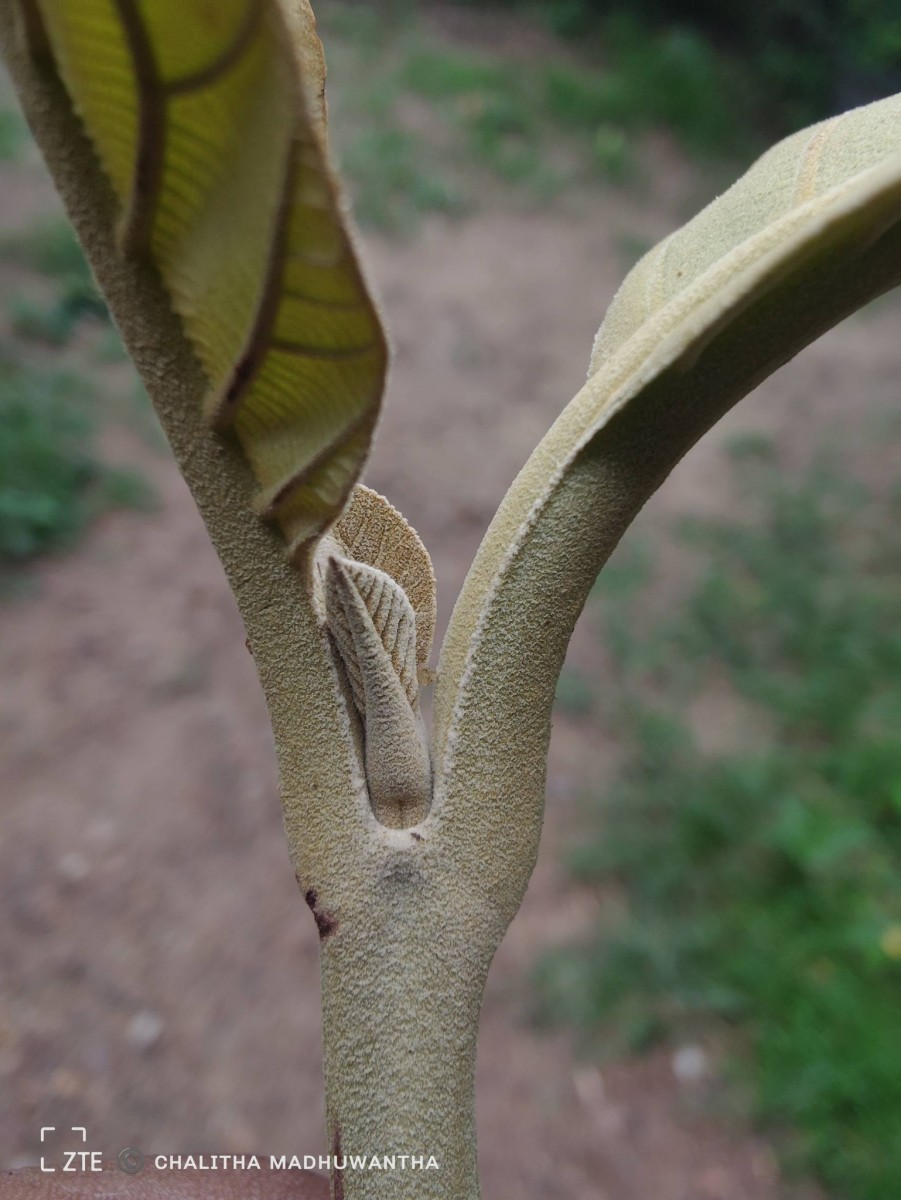 Tectona grandis L.f.