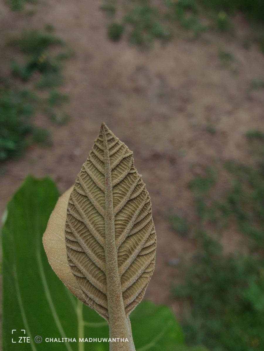 Tectona grandis L.f.