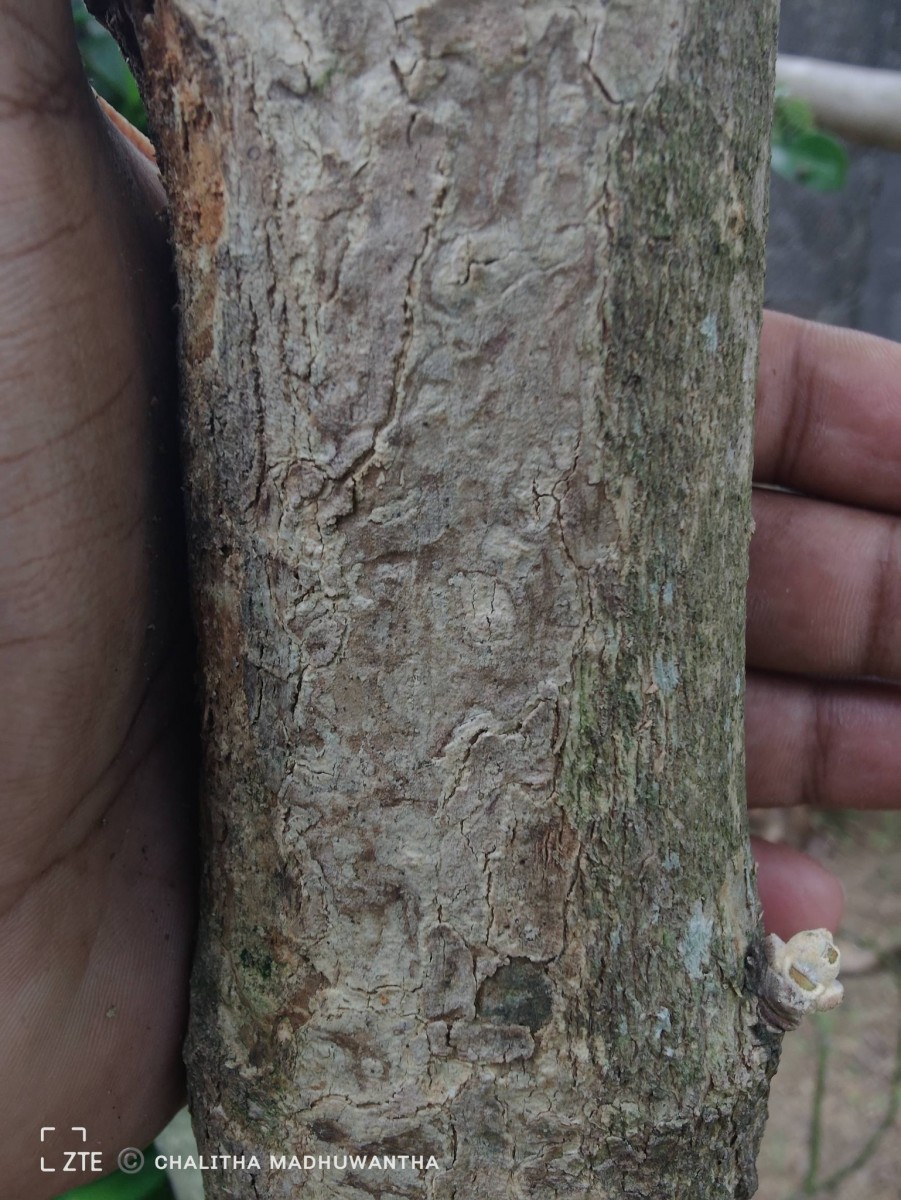 Tectona grandis L.f.