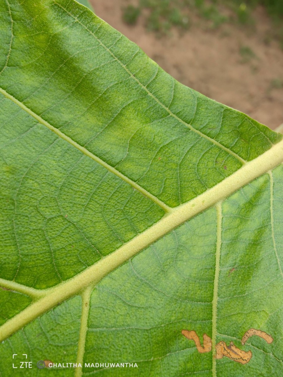 Tectona grandis L.f.