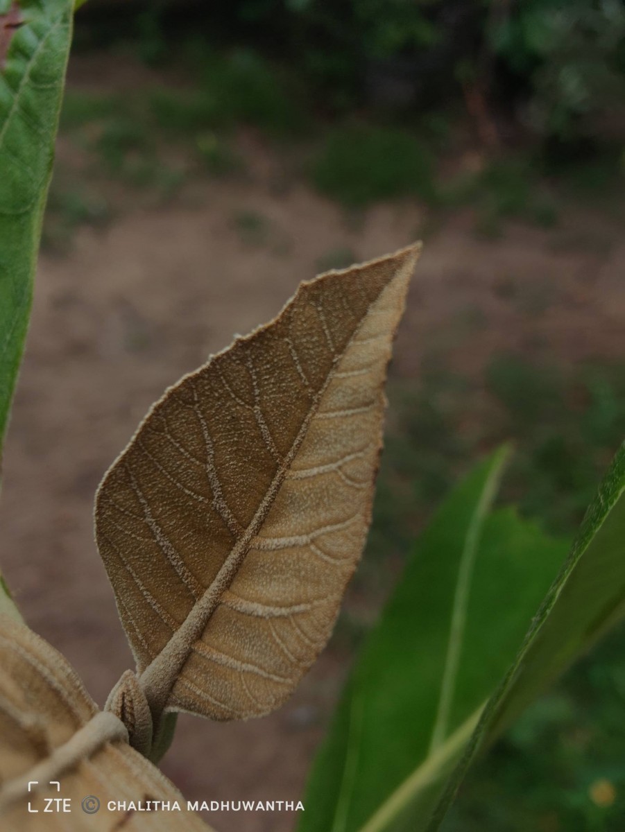 Tectona grandis L.f.