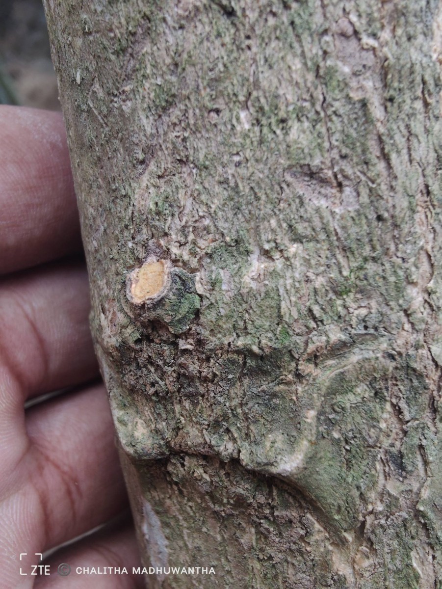 Tectona grandis L.f.