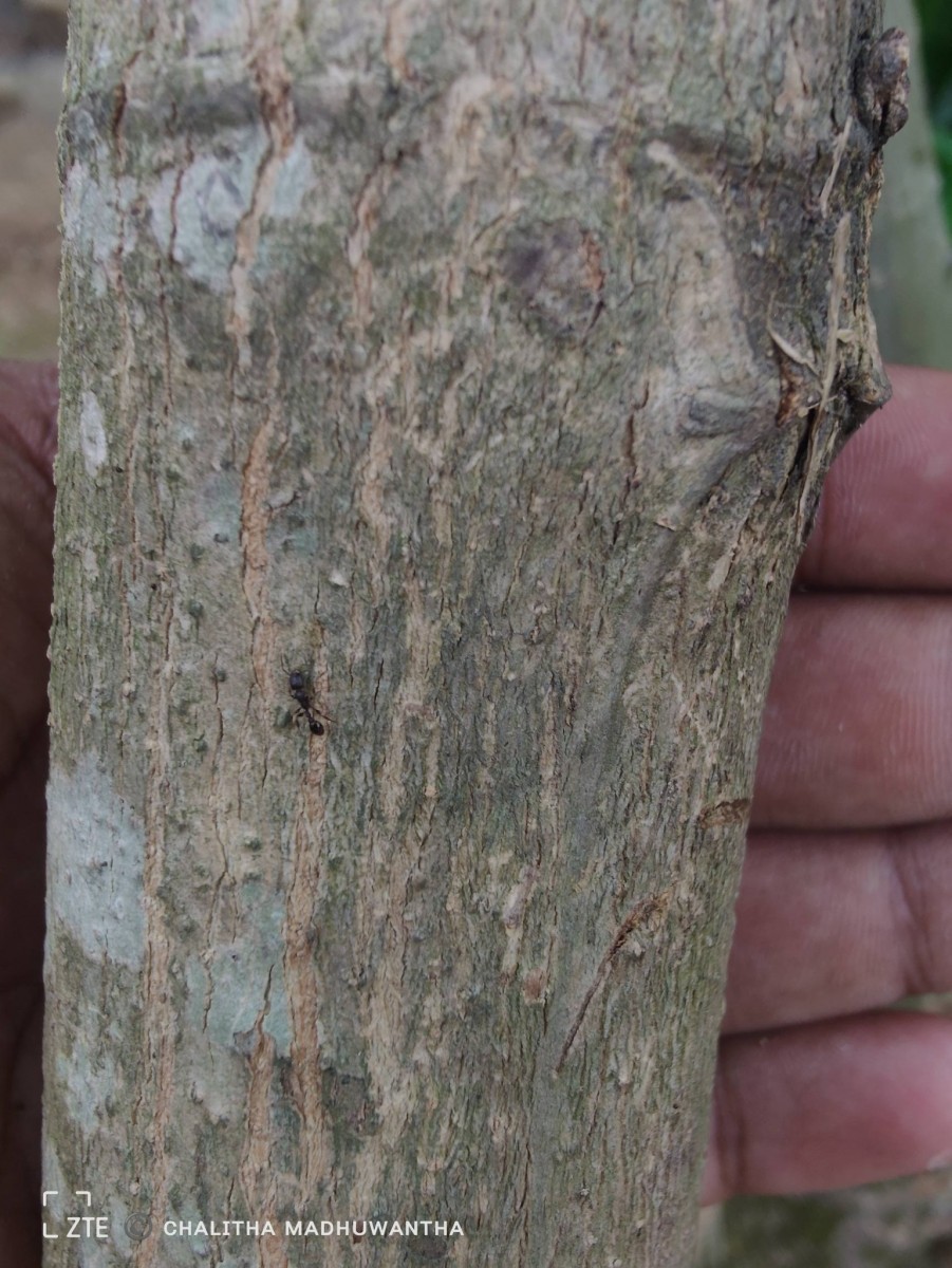 Tectona grandis L.f.