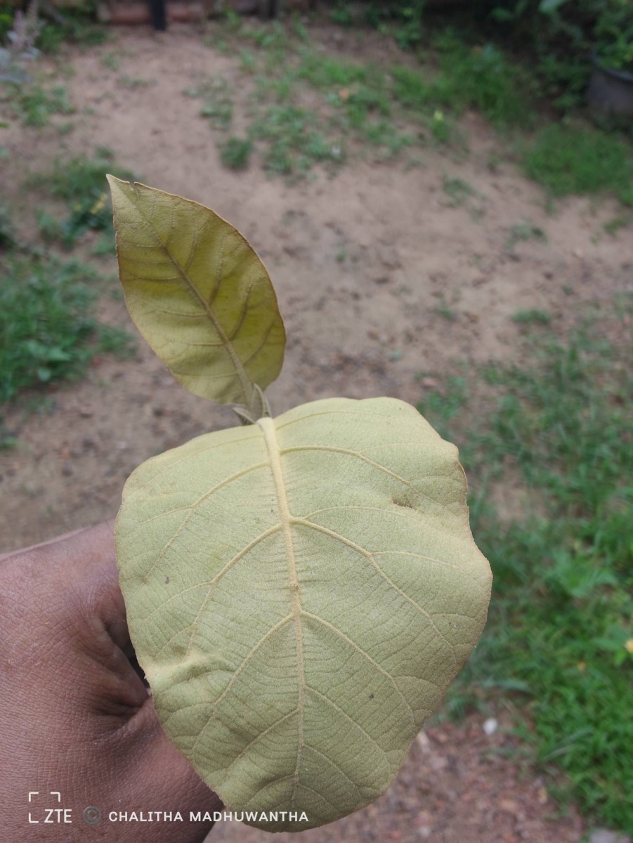 Tectona grandis L.f.