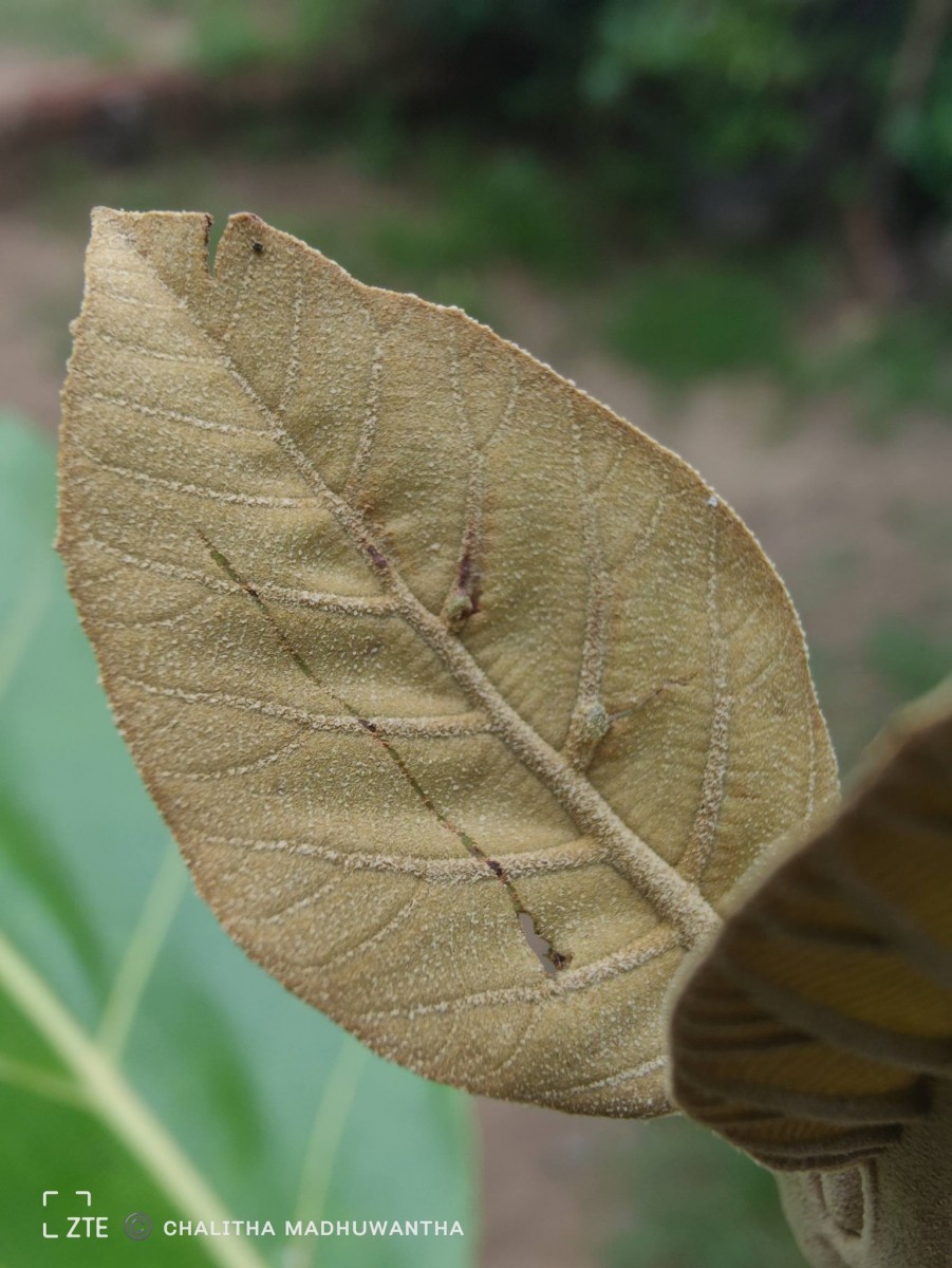 Tectona grandis L.f.