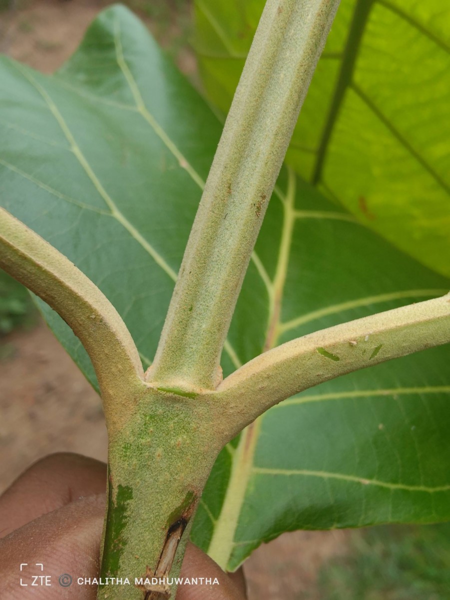 Tectona grandis L.f.