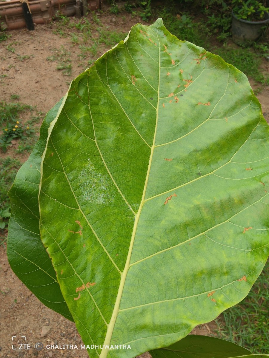 Tectona grandis L.f.