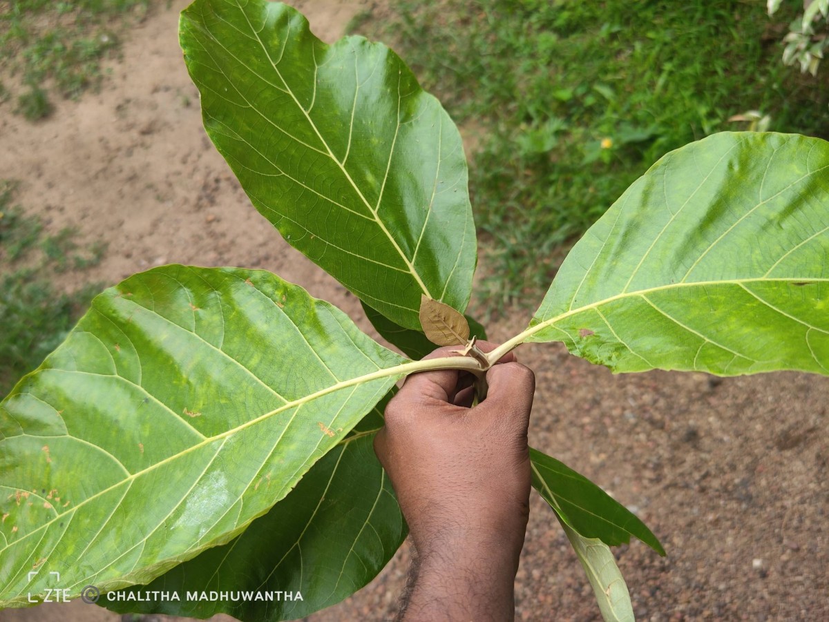 Tectona grandis L.f.