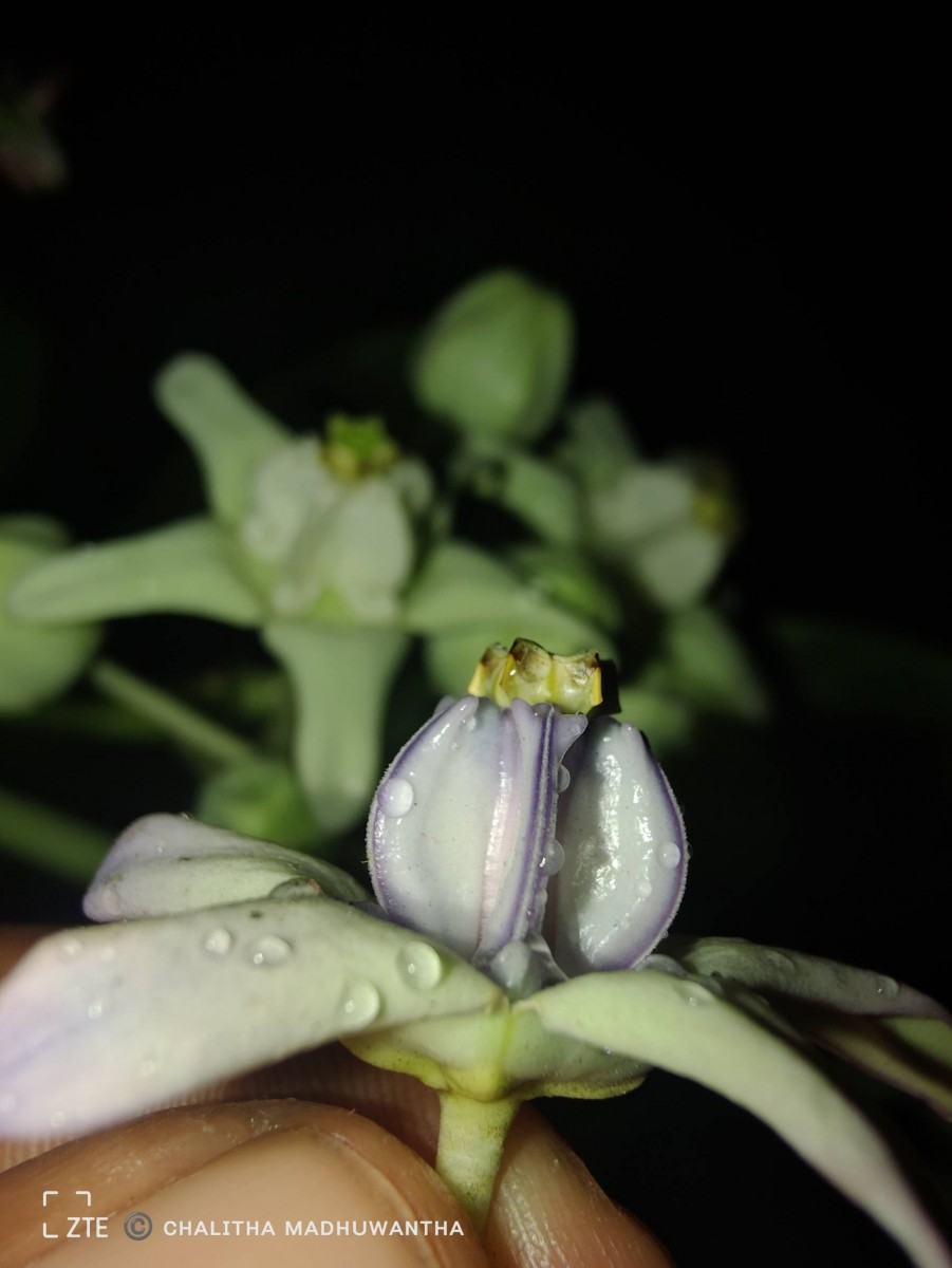Calotropis gigantea (L.) W.T.Aiton