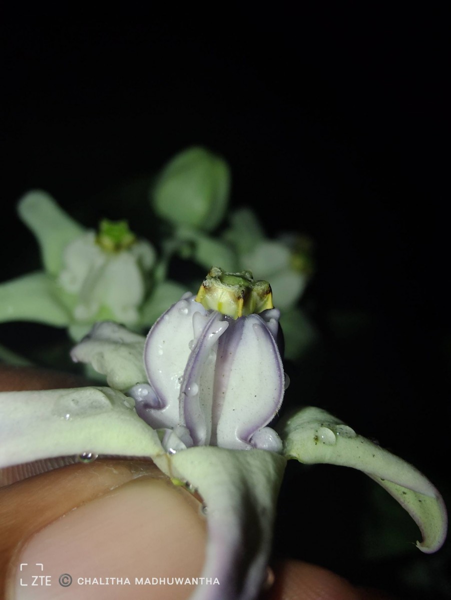 Calotropis gigantea (L.) W.T.Aiton
