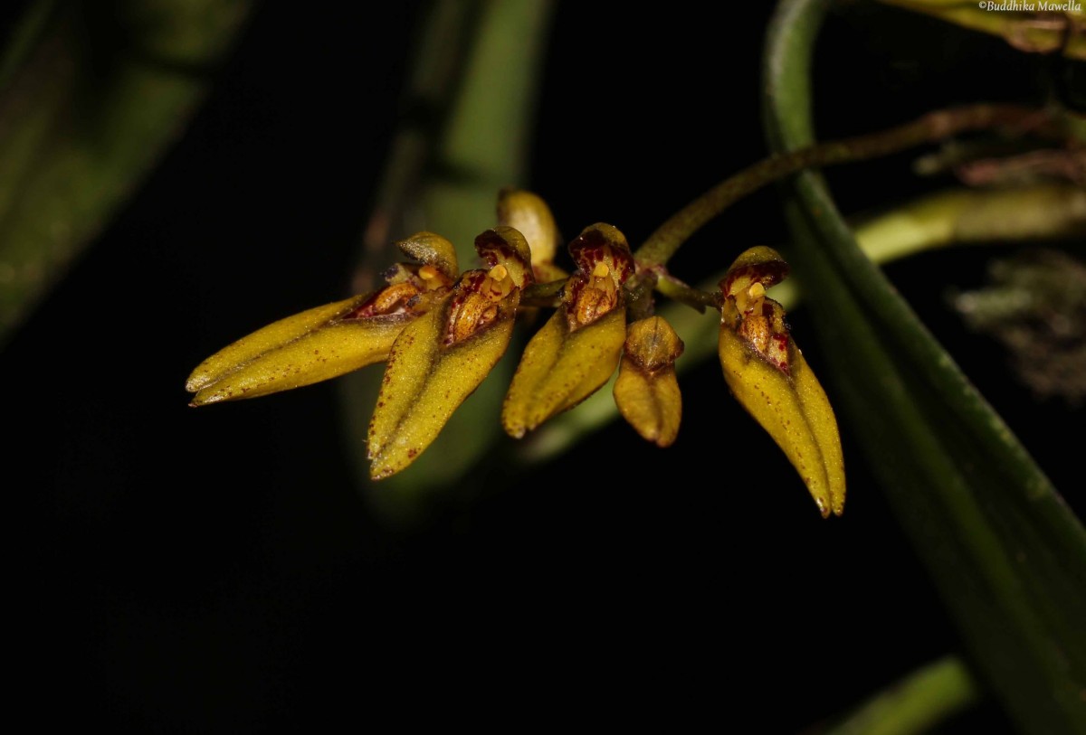 Bulbophyllum elliae Rchb.f.