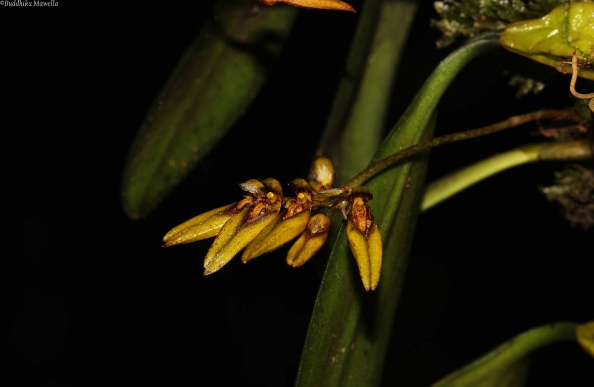 Bulbophyllum elliae Rchb.f.
