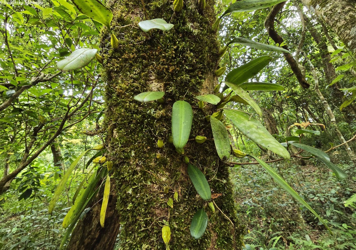 Bulbophyllum elliae Rchb.f.