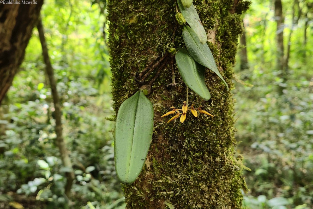 Bulbophyllum elliae Rchb.f.