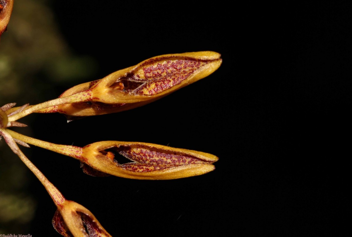 Bulbophyllum elliae Rchb.f.