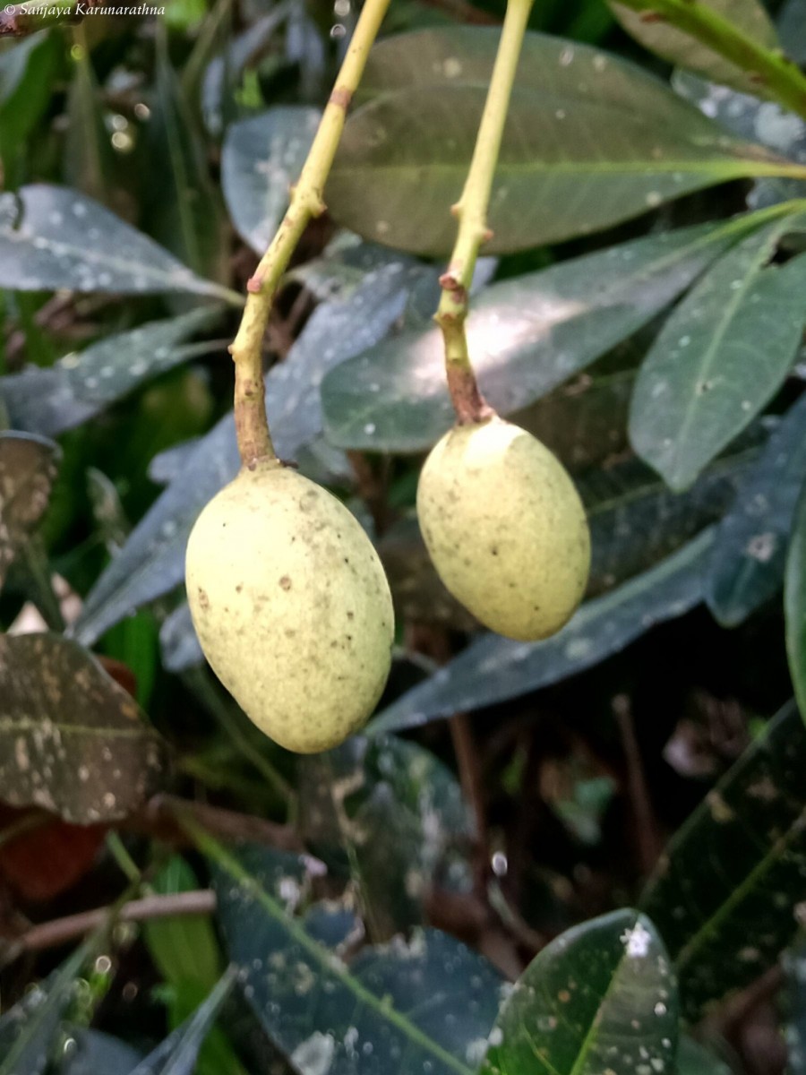 Mangifera zeylanica (Blume) Hook.f.