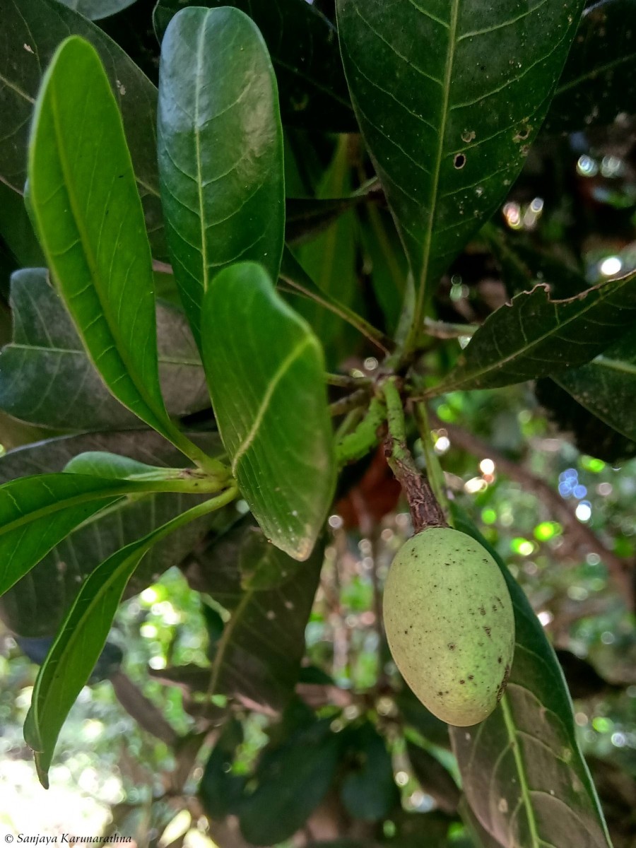 Mangifera zeylanica (Blume) Hook.f.