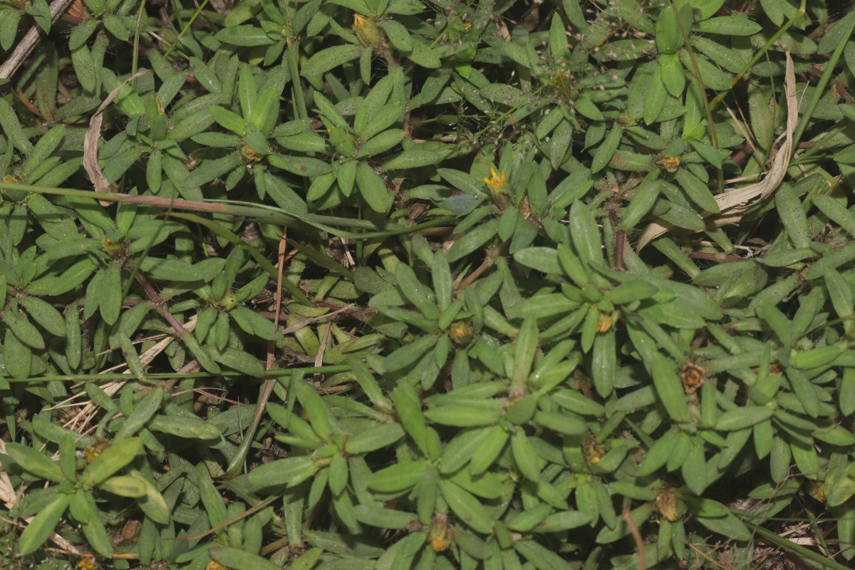 Pectis prostrata Cav.