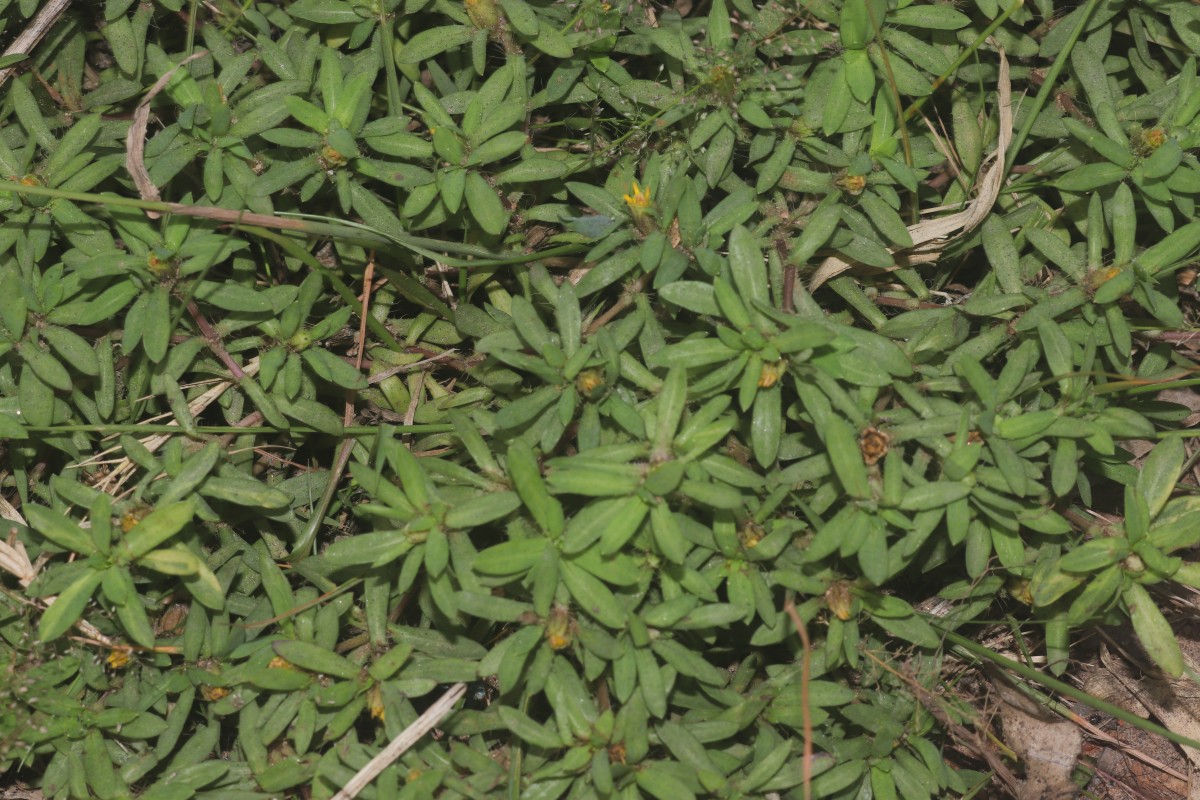 Pectis prostrata Cav.