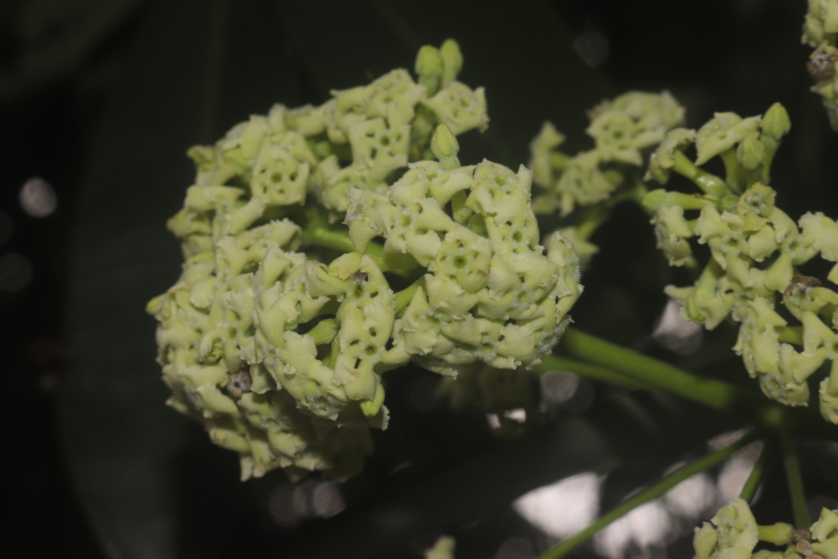 Alstonia scholaris (L.) R.Br.