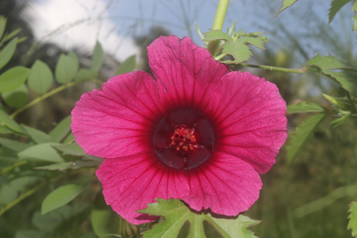 Hibiscus radiatus Cav.