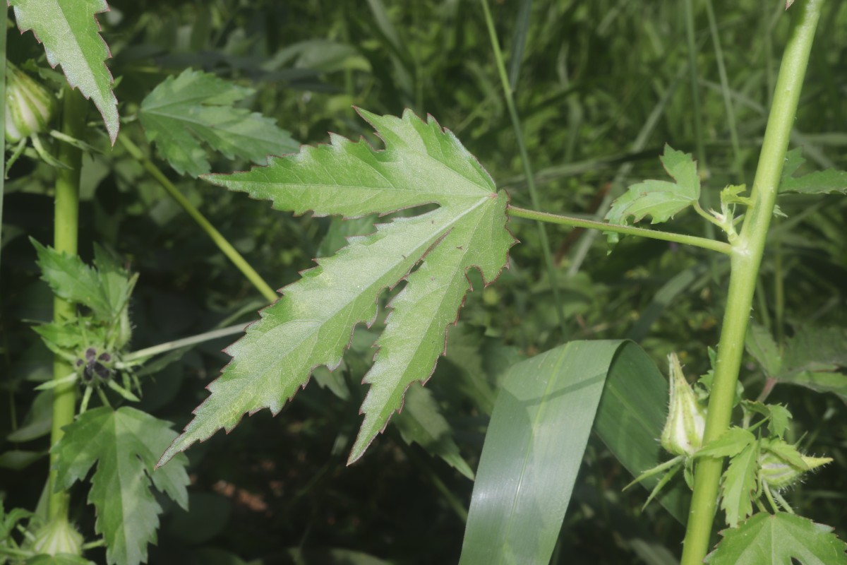 Hibiscus radiatus Cav.