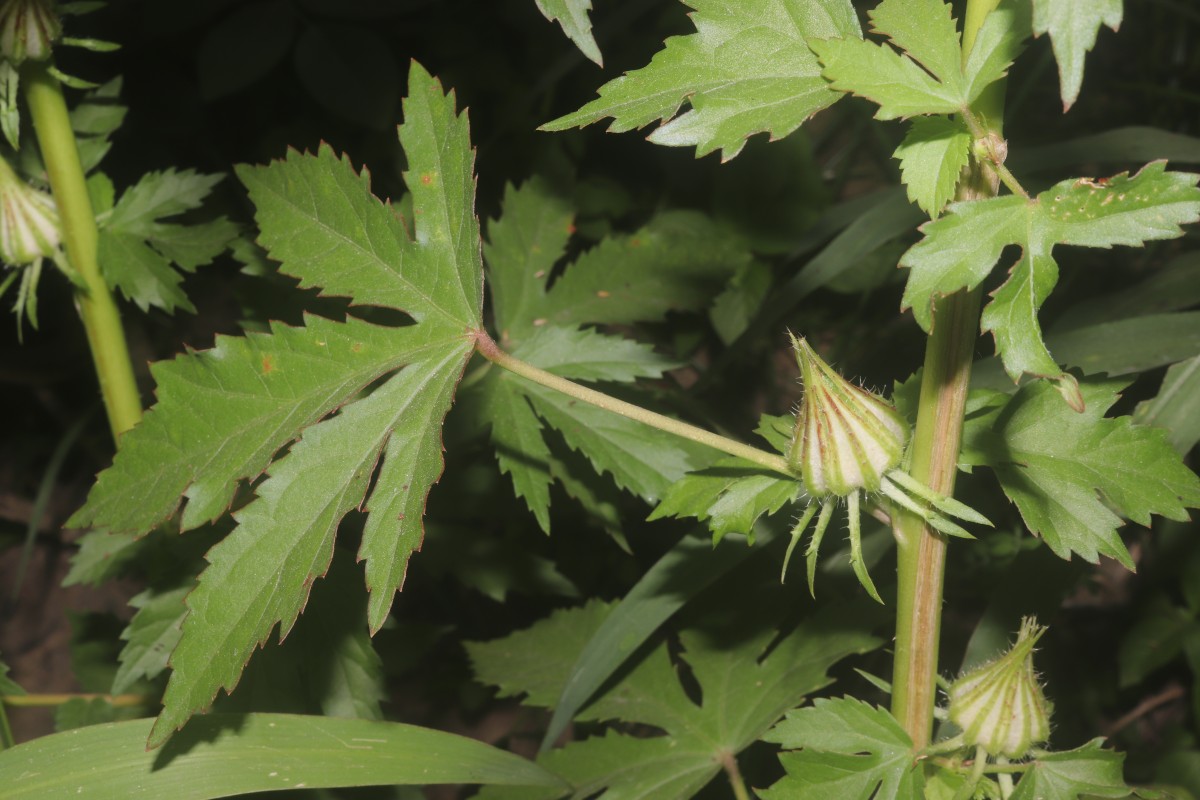 Hibiscus radiatus Cav.