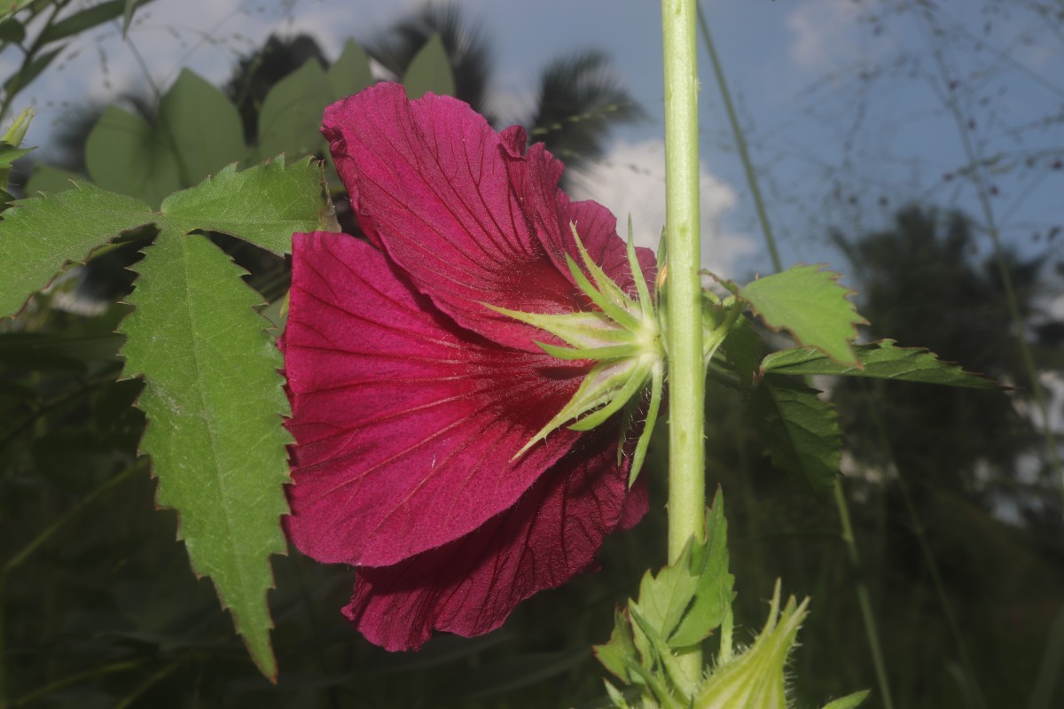 Hibiscus radiatus Cav.