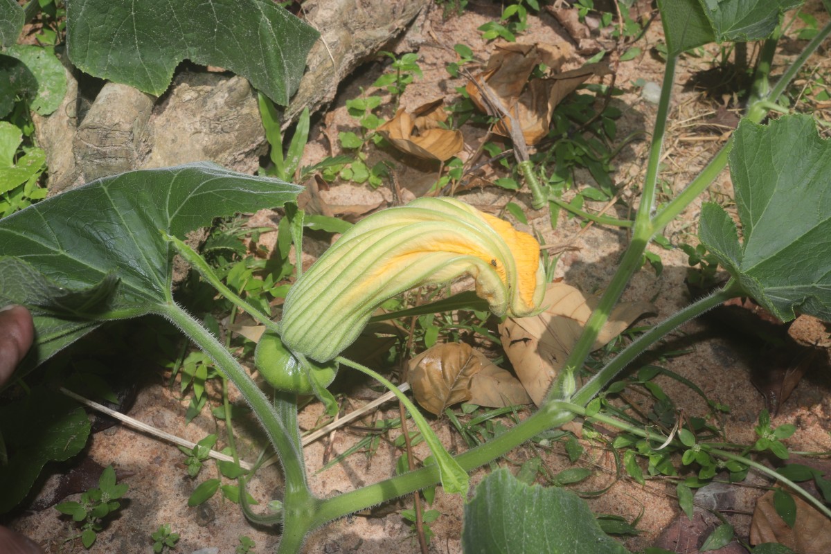 Cucurbita maxima Duchesne