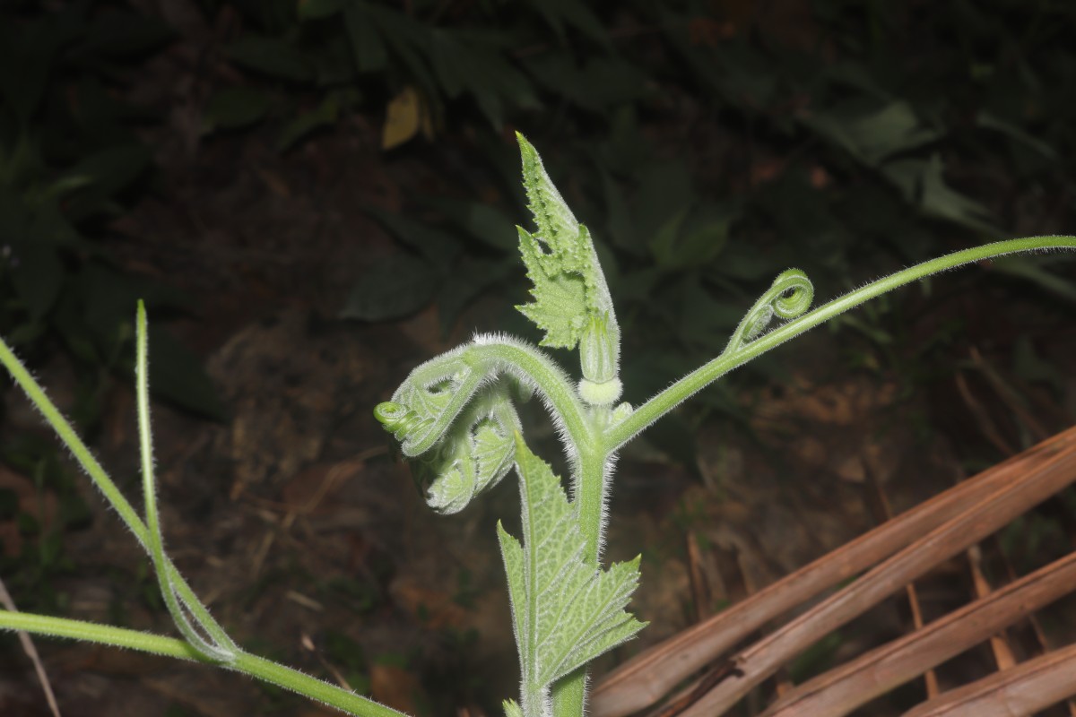 Cucurbita maxima Duchesne